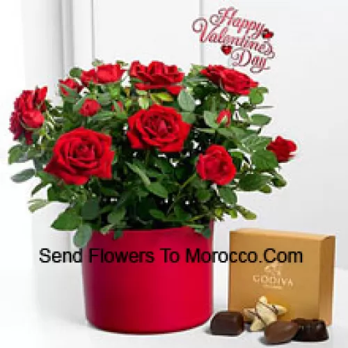 25 Rosas Vermelhas com algumas Samambaias em um Grande Vaso e uma Caixa de Chocolates Godiva (Reservamo-nos o direito de substituir os chocolates Godiva por chocolates de valor equivalente em caso deindisponibilidade dos mesmos. Estoque Limitado)