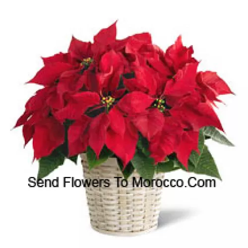 Uma poinsettia animada, colorida e duradoura em um cesto. (Por favor, note que nos reservamos o direito de substituir qualquer produto por um produto adequado de valor igual em caso deindisponibilidade de determinado produto)