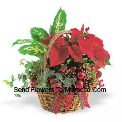 Este duradero plantador navideño presenta una variedad de robustas plantas verdes de interior combinadas con un festivo mini poinsettia y adornadas con piñas y detalles. (Tenga en cuenta que nos reservamos el derecho de sustituir cualquier producto por un producto adecuado de igual valor en caso de no disponibilidad de cierto producto)