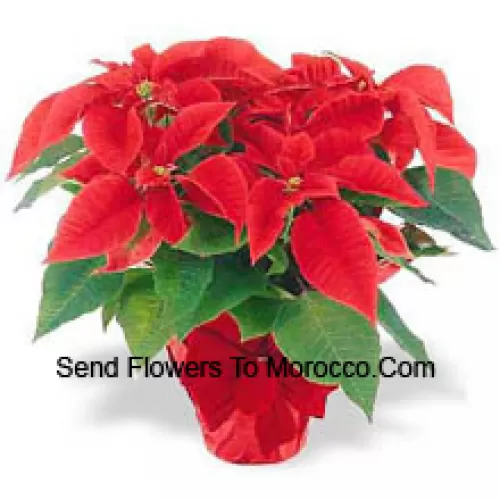 Une tradition mondiale des fêtes! Les Poinsettias sont un moyen réfléchi de dire "Joyeuses fêtes" et d'ajouter une touche de couleur durable à tout décor (Veuillez noter que nous nous réservons le droit de substituer tout produit par un produit approprié de valeur égale en cas de non-disponibilité d'un certain produit)