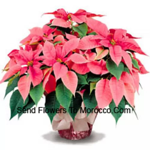 Un favori durable pour la maison ou le bureau, nos poinsettias de qualité supérieure sont un excellent moyen de dire "Joyeuses fêtes" avec style (Veuillez noter que nous nous réservons le droit de substituer tout produit par un produit approprié de valeur égale en cas de non-disponibilité d'un certain produit)